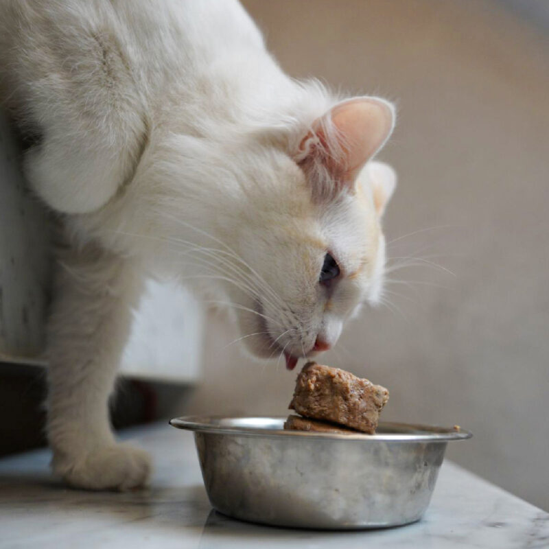 Barker Hamburguesas para Gatos, Salmón y Jurel 20 u